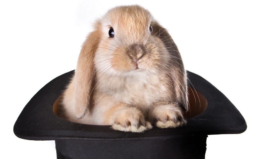 BunnyInHat
